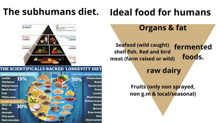 healthy animal based diet